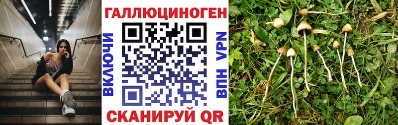 KRAKEN ссылки  Карталы  Галлюциногенные грибы Magic Shrooms 
